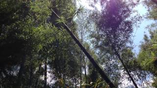 Bamboo Forest, by Hilary Hahn