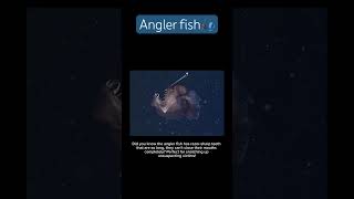 Angler fish 🎣 #animals #oceancreatures #ocean #sea #anglerfish #fish #informational