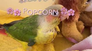 🌸🌸Popcorn  a baby pineapple she is a beauty 🌸🌸🌸