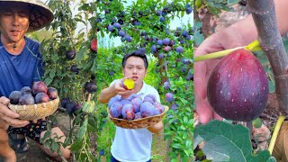 Amazing natural satisfying farming very fresh fruits cutting in farm