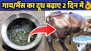 गाय/भैंस का दूध बढ़ाए मात्र 2 दिनों में|100% Result|Doodh bdhane ka tarika|Increase cow/buffalo milk.