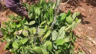 Bush Paper Harvesting, काळी मिरी #blackpaper #miri #harvesting #garammasala #spices