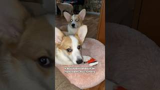 Жизнь с кавалером она такая #корги #коржик #puppydog #puppyvideos #щеноккорги