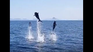 Dolphins Leaping in San Carlos Sonora Mexico