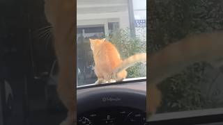 🐱 Funny and cute cat