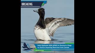 Delta Applauds USDA APHIS for Reversal of Regs on Hunters Importing Waterfowl from Canada 🇺🇸🦆🇨🇦