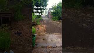 alam itu jujur. bunga kunir putih tanda hujan #shortsyoutube #shotrs