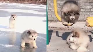 Puppies falling down