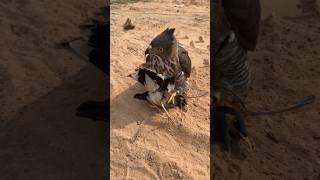 Falcon Hunting Birds #birds #falcon #wildlife #shorts #animals