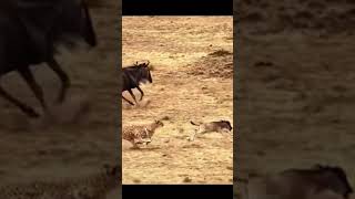 leopards hunt wildebeest cubs