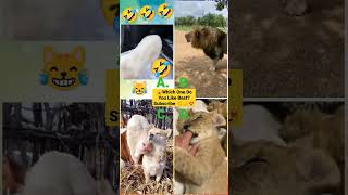 Funny Animal Videos 2022 - Funniest Cute Cats And Dogs Video #cat #shorts #animals #trending #tiktok