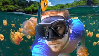 How I Swam with Millions of Jellyfish in Palau