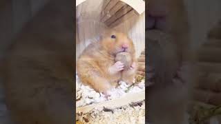 Hamster plays with hazelnut 🤣