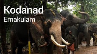 Kerala Forest Eco Tour Centre Elephant Camp Deer park Kodanad Eranakulam South India Tourist Place