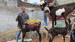 Hyderabadi Breedline Goats 🐐 Top Quality Collection Available Muneer Bhai ke Pass