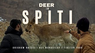 A day in Spiti: Key Monastery, Chicham Bridge, Tibetan Cuisine and DEERS! | Vlog 6