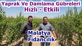 Fidancılık - Hangi Damlama - Yaprak Gübresi Fidanı Hızlı Ve Sağlıklı Büyütür Geliştirir - Malatya