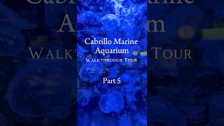 Jellyfish and Sharks! | Cabrillo Marine Aquarium Walkthrough Tour Part 5 | #aquarium