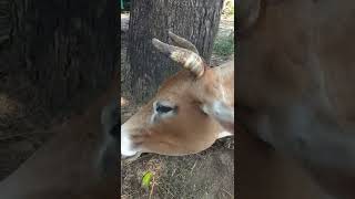 cow🐄 cowbeby #shorts #shortvideo #viralshorts #viral #video #cow #cute  #boyzofbanaras