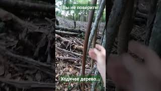 Вы не поверите. Ходячее дерево #ayahuasca #аяваска #аяуаска #аяхуаска #изменитьжизнь #бог #мир