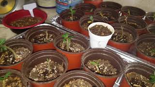 Growing Adeniums under a grow light update.