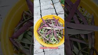 Pole Beans daily! #outdoors #gardenerlife #gardeningideas #gardenerslife #garden #food #canning