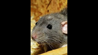 #shorts #Esteem Reborn # Rats & Rodent Harming the CAR | Creatures Living in Your Car