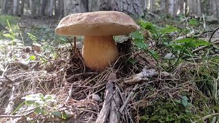 Boletus 17-7-2022 y sale en el vídeo la amiga la ardilla 🐿️🐿️ también cogí robellones y robezuelos🙂🙂