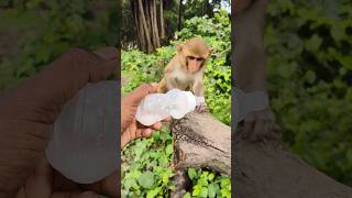 Baby को पता है कि bottle 🍼 में अभी भी थोड़ा दूध है 🍼🍼🍼🐵🐵🐵#bandar #monkeyvideo #monkey 0574