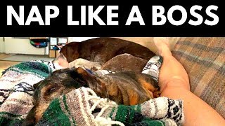 How To Nap Like a Boss #napping #sleep