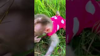 #monkey #cutebaby #animals #memes #animal #monkeybaby #babycute #monkeys #trendingshorts #babymonkey