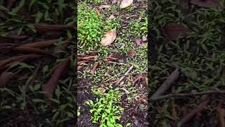 Miner’s Lettuce, Cold-Hardy Greens #shorts