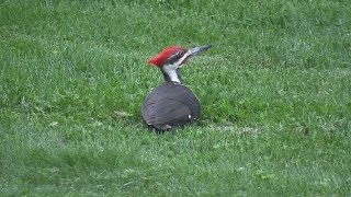 Pileated Woodpecker Stump Grinder Part 2 - The Next Day