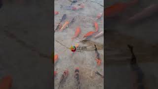 The best Colurefull Carp Fish🌈🐟 #shortvideo #viral #fish