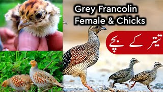 Cute Grey Francolin Chicks || Female Francolin  || @WLifeNature