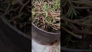 How to save moss rose for next season/moss rose को अगले साल के लिए कैसे बचाए