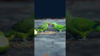 টিয়া পাখির প্রেম #bird_likes #birds #birdsloverbasirhat #viralvideo #houseofbirdsbd #birdslover