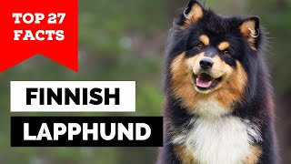 99% of Finnish Lapphund Dog Owners Don't Know This