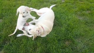 Puppy Playtime