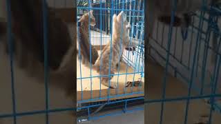 3 cute Bengal Kittens in The Cage