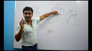 Blood supply of Heart - part 1 (Arterial supply)