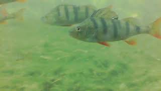 Fishing in Ireland Irish perch underwater