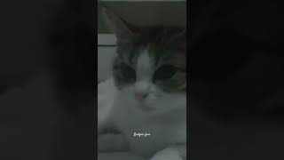 #cat #catlover #cute #funny  #love #short #youtubeshorts