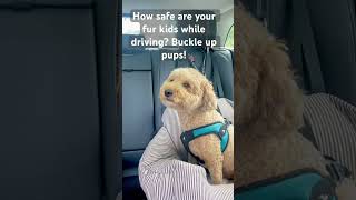 How safe are your fur kids while driving?