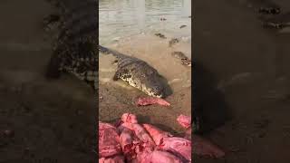 Amazing Video Crocodile ! Working at crocodile farm and feeding to them #crocodile #short4