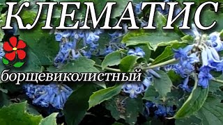 Кустовой клематис. Синий-синий и осенний! Не умеет виться!