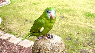 Kiwi's Big Adventure ~ A Tale Of A Canary Winged Pocket Parrot