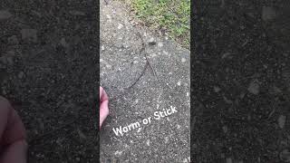 Is It A Worm or A Stick Thing For My College Class