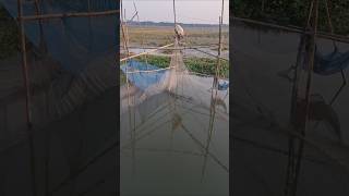 Amazing Olsman Catching Deshi fish by Beshal Net Trap in River #net_trap_fishing #trap_fishing