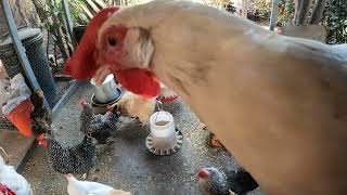 Fun Chickens Hens Roosters Video Overhead View Sounds Noises!